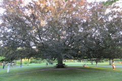Baum