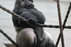 Gorilla