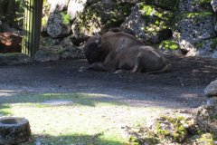 BISON_BONASUS