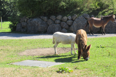 EQUUS_ASINUS_DOMESTICUS