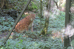 LYNX_LYNX