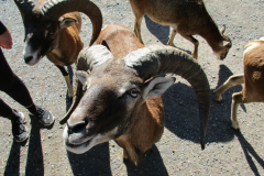 OVIS_MUSIMON_01