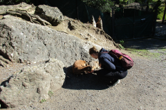 OVIS_MUSIMON_02