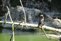 PHALACROCORAX_CARBO